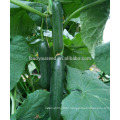 CU22 Xinfu new breeding good quality all female hybrid cucumber seeds